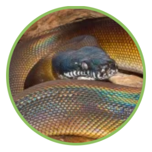 Cobra